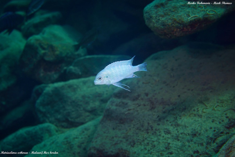Maylandia estherae 'Border'